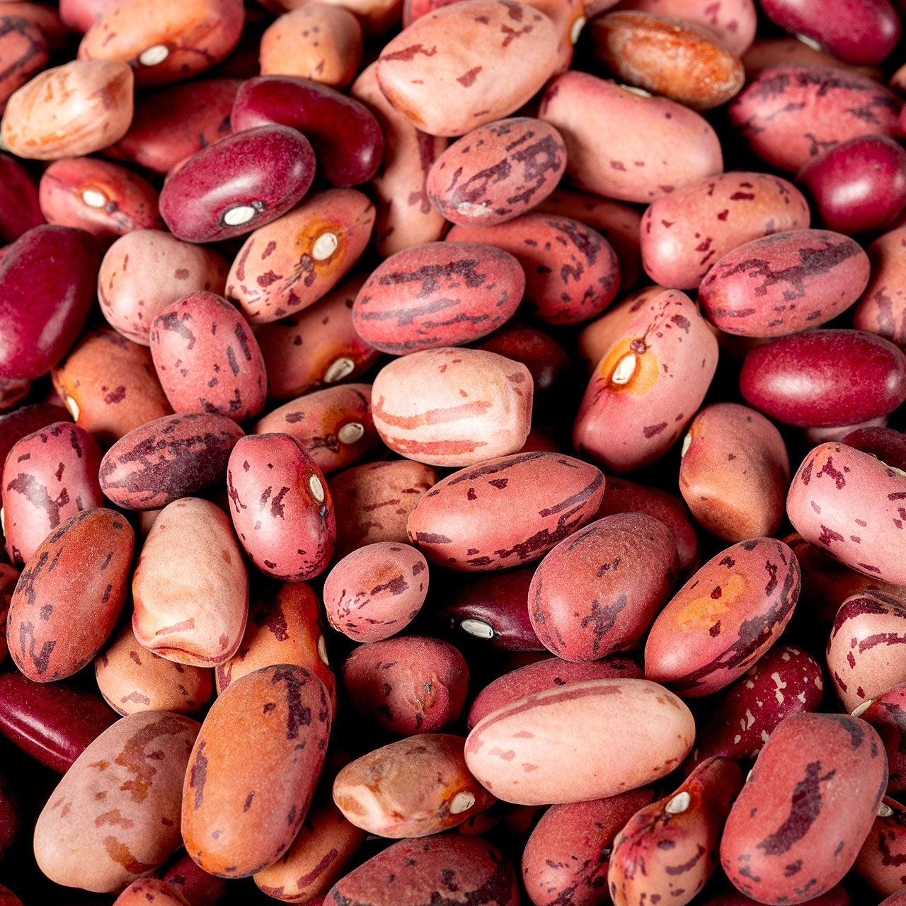 Organic Vermont Cranberry Beans - Garden Treasures Farm