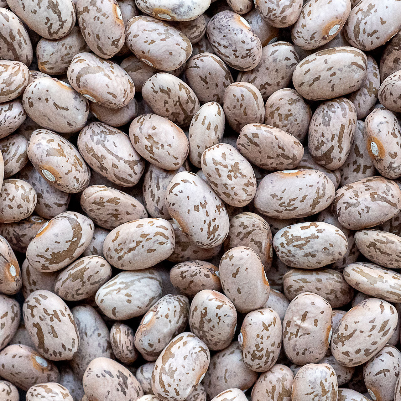 Pinto Beans - Organic - Dried