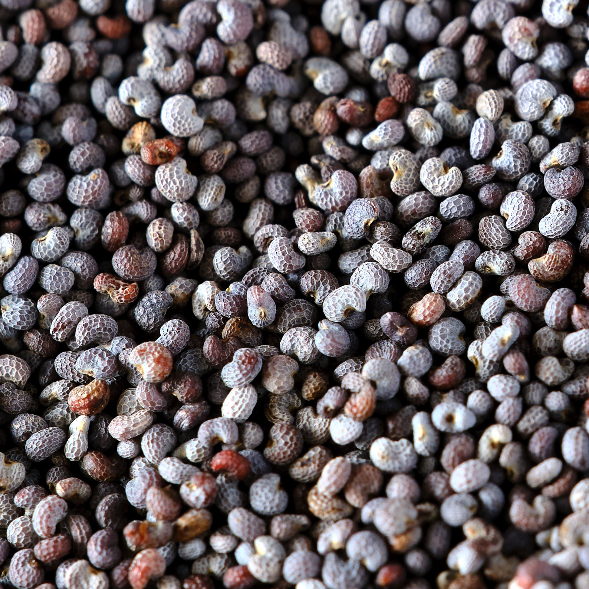Poppy Seeds - Blue Organic Essential Pantry Macro