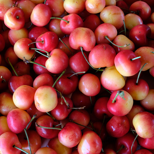Fresh Rainier Cherries