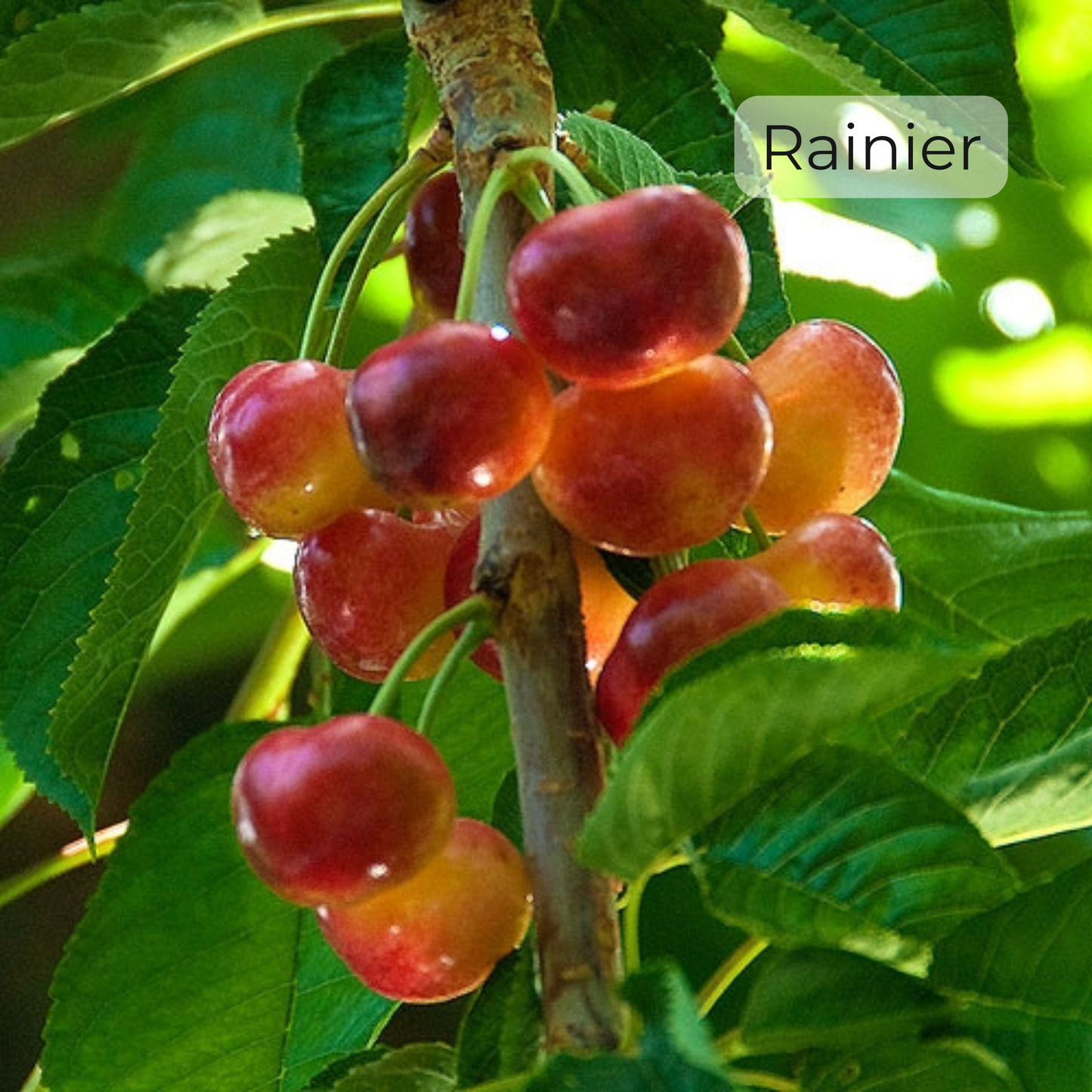 Fresh Cherry Sextet