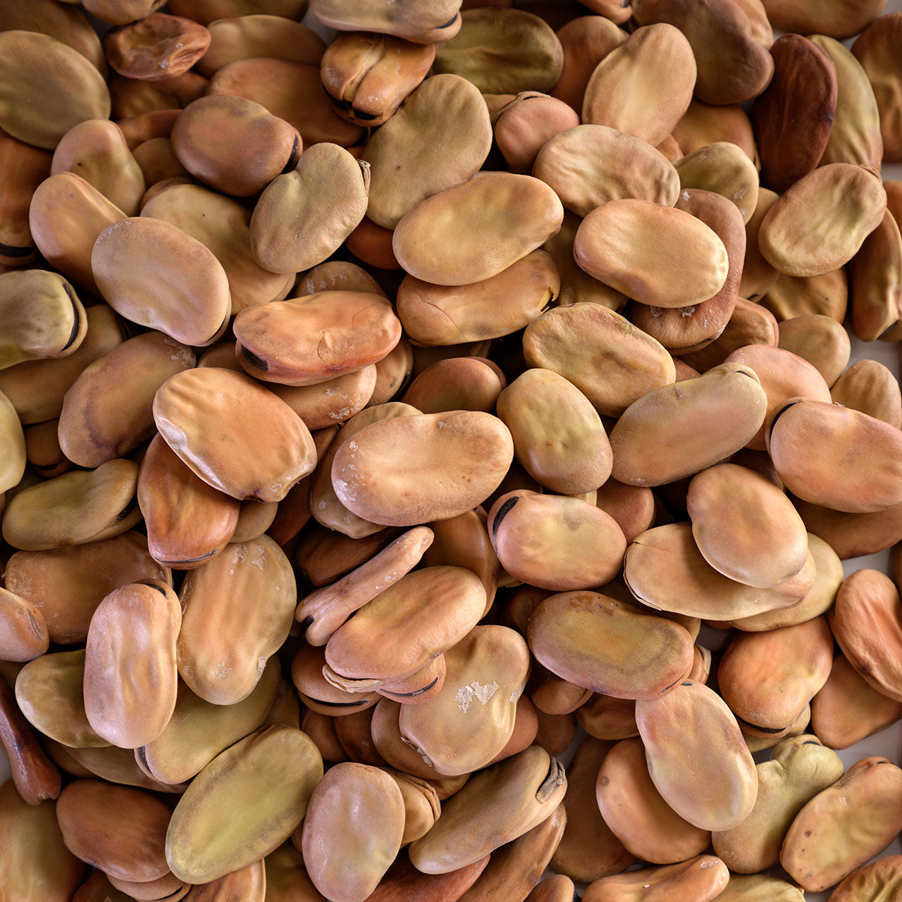 Sardinian Dried Fava Beans