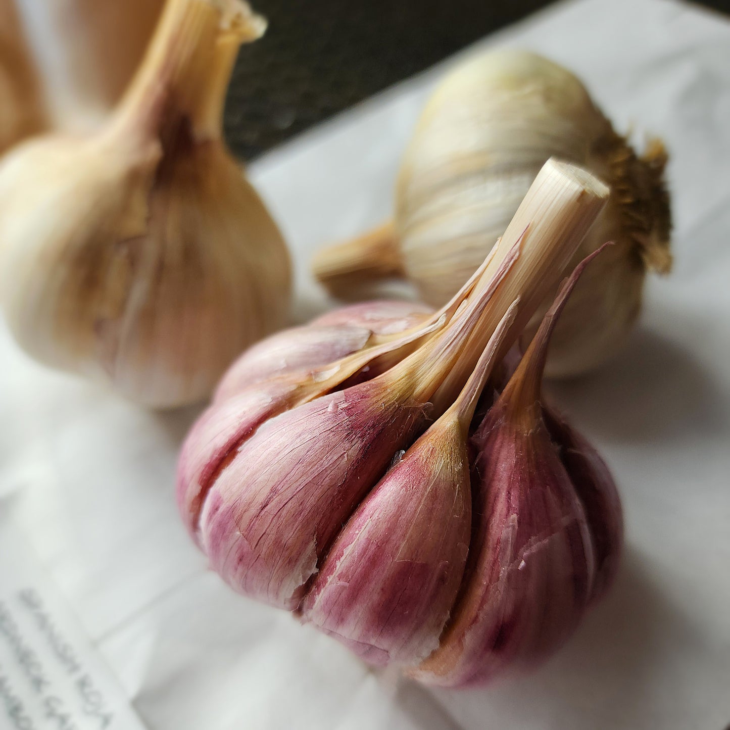 Spanish Roja Organic Hardneck Garlic