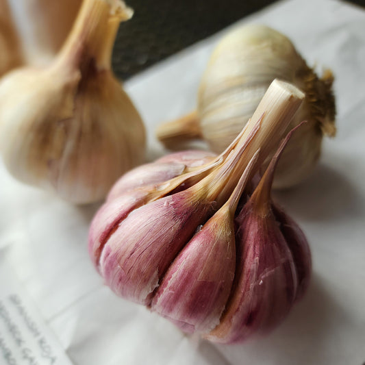 Spanish Roja Organic Hardneck Garlic