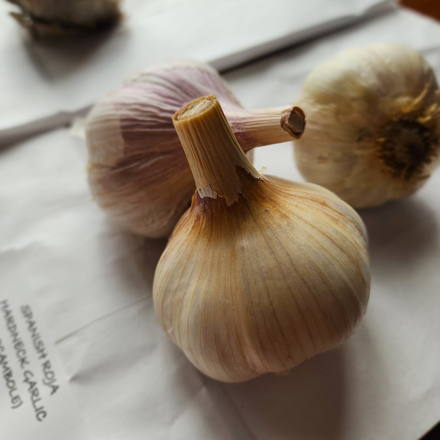 Spanish Roja Organic Hardneck Garlic