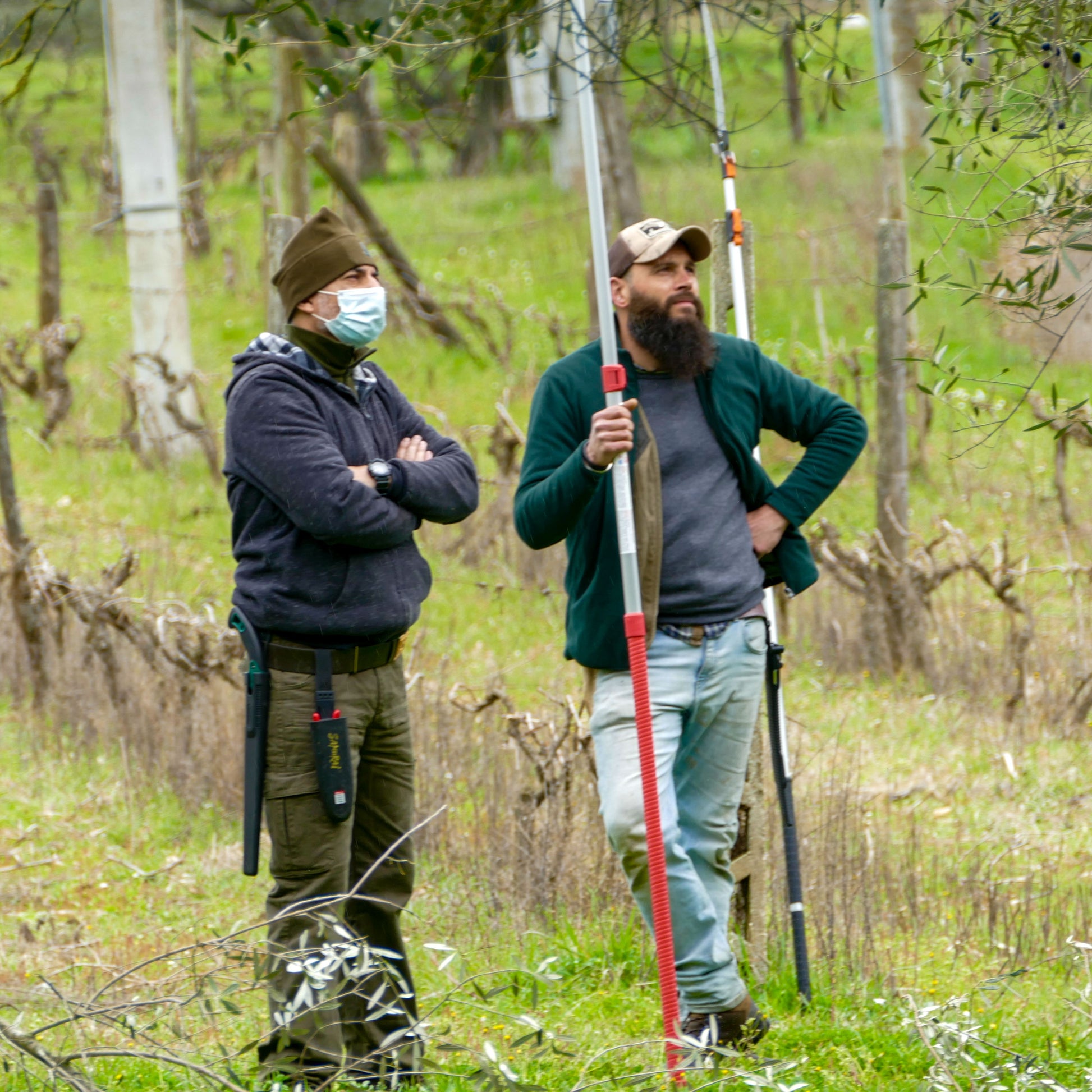 U-NA NUMA EVOO Olive Oil watching harvest