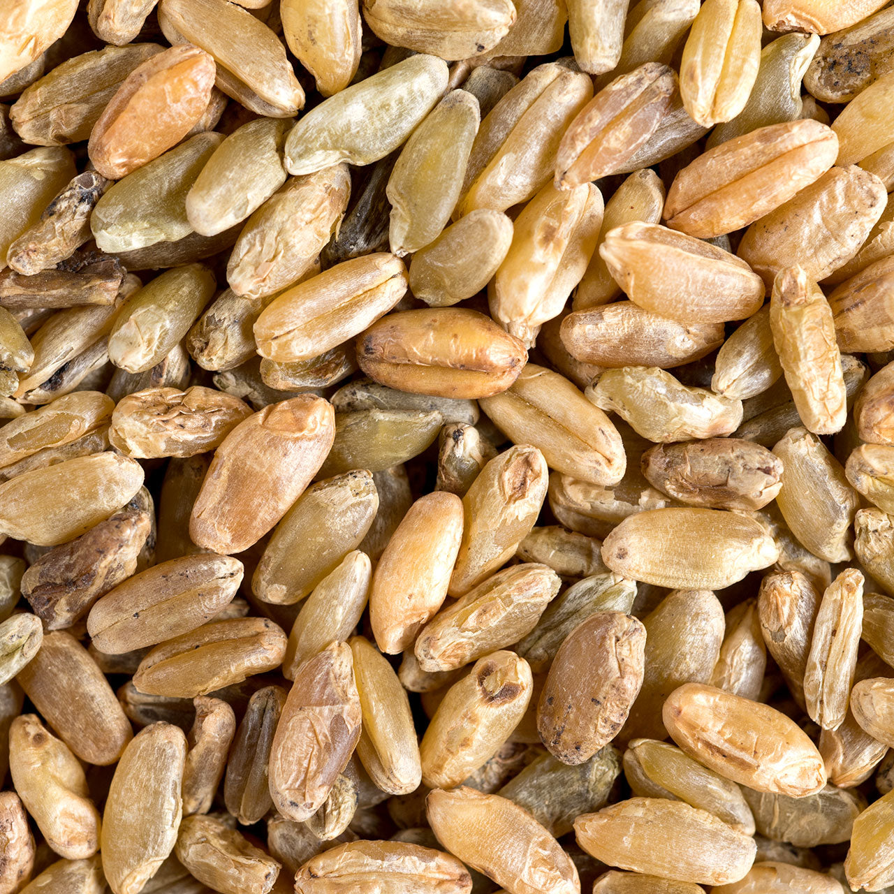 Whole Grain Freekeh