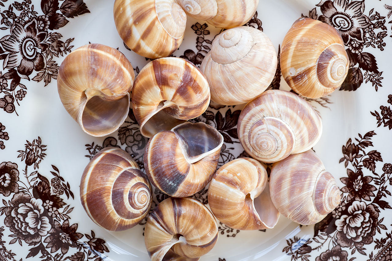 Escargot Shells