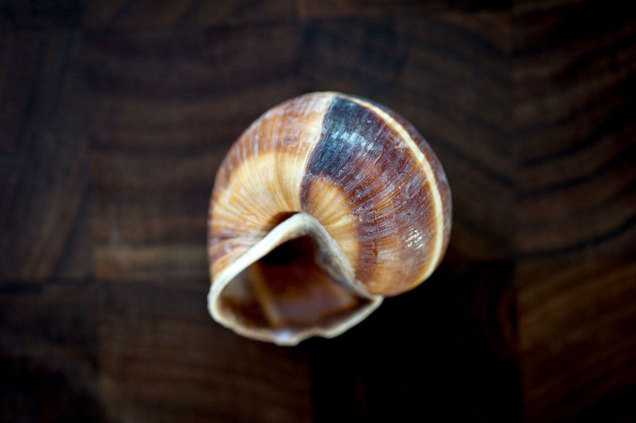 Escargot Shells