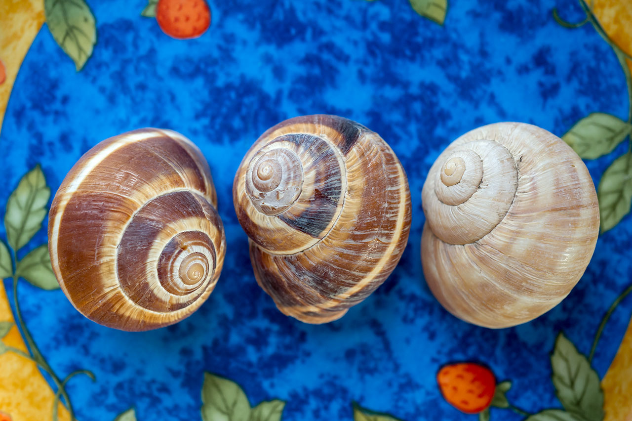 Escargot Shells