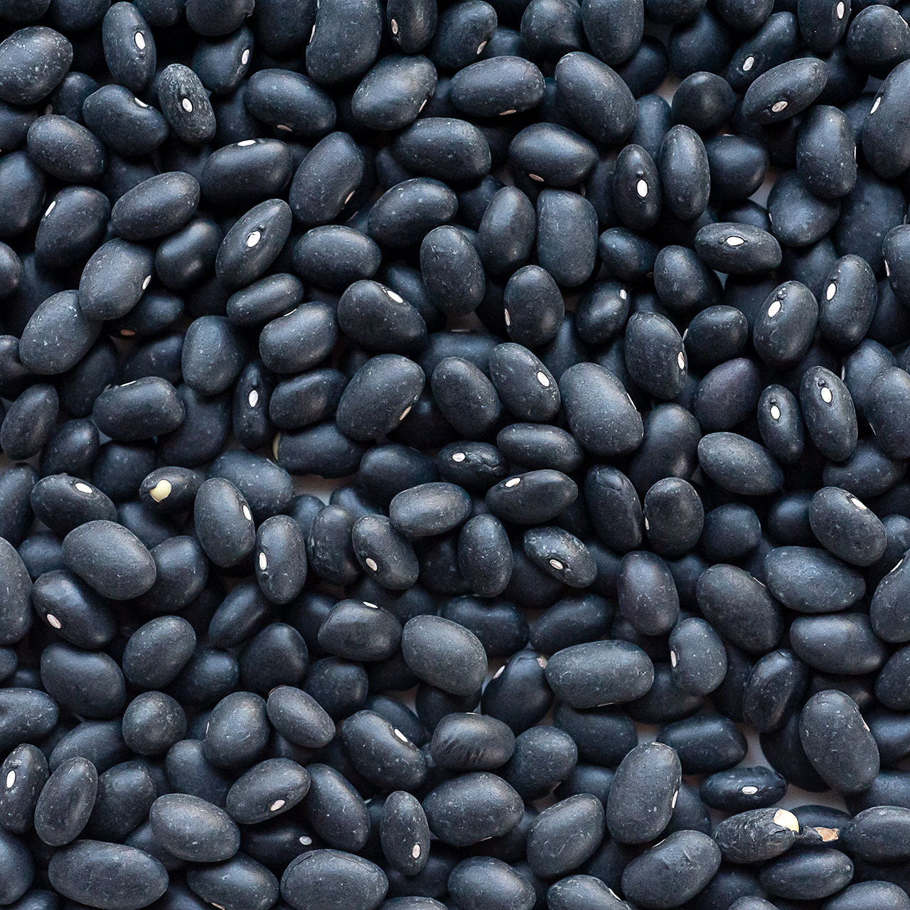 Organic Black Turtle Beans - Garden Treasures Farm