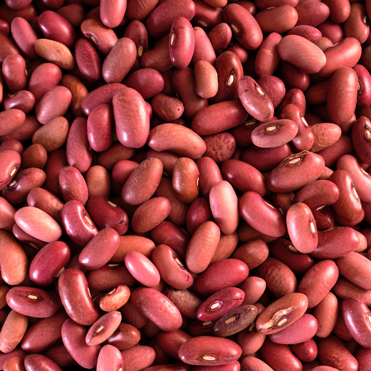 Organic Red Rosita Beans - Garden Treasures Farm