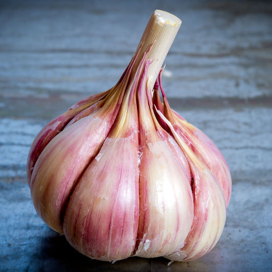 Persian Star Organic Garlic