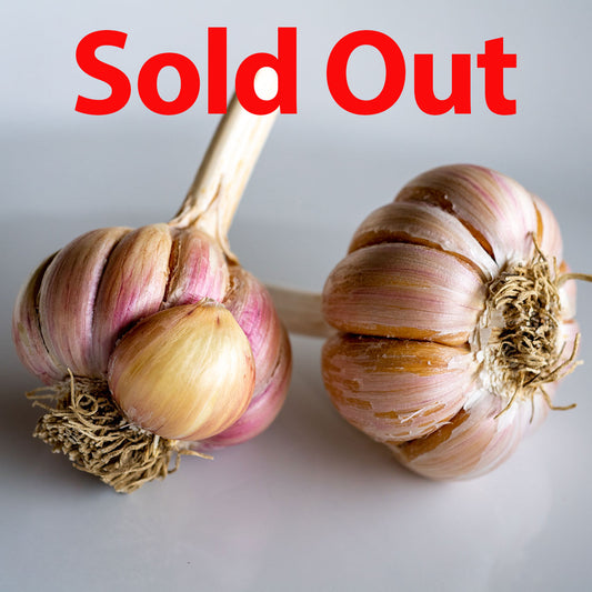 Spanish Roja Organic Garlic